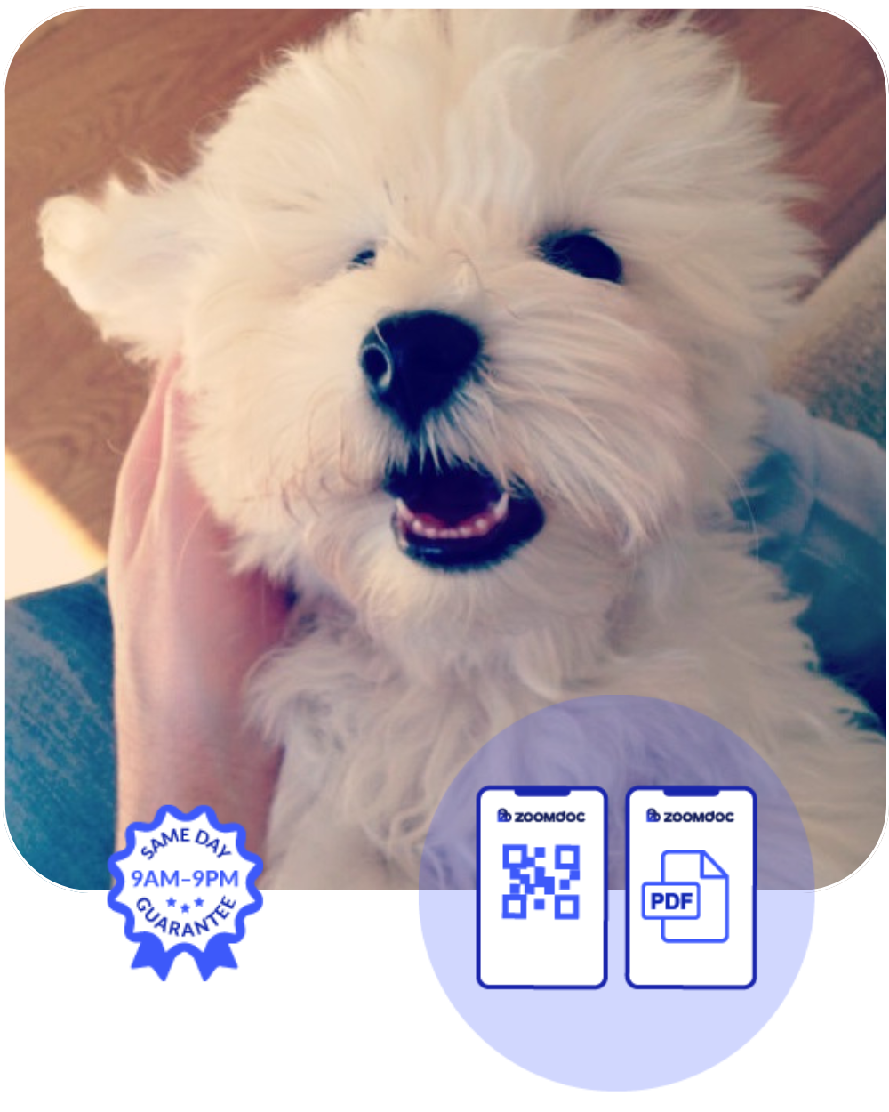 Emotional Support Animal Letter ZoomDoc Health
